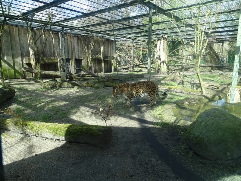 Leopard enclosure