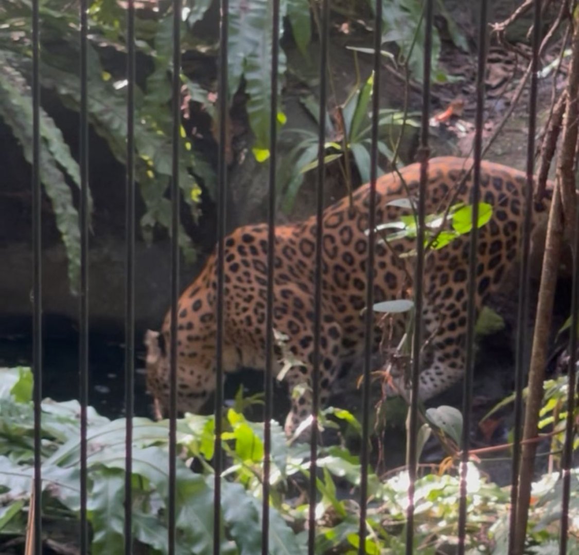 Leopard enclosure