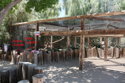 leopard enclosure