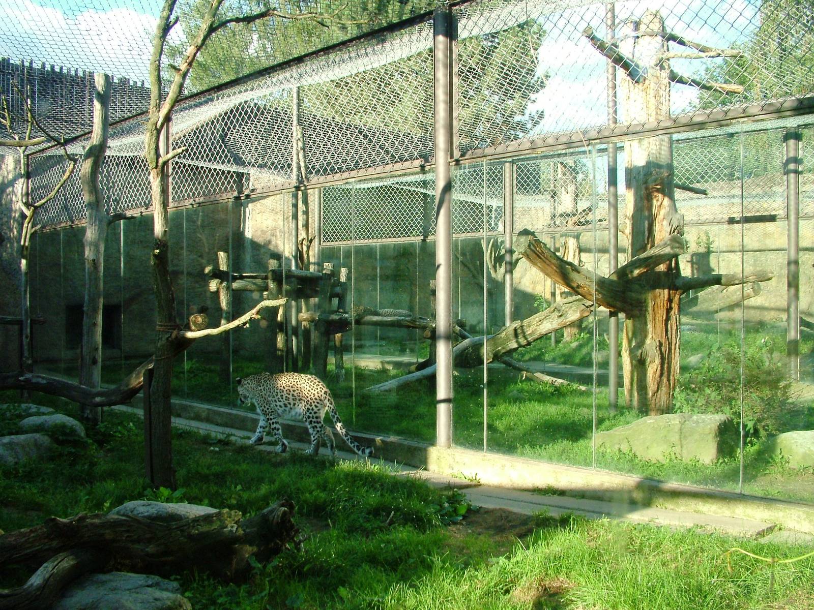 Leopard Enclosures at Dvur Kralove, 27/08/12