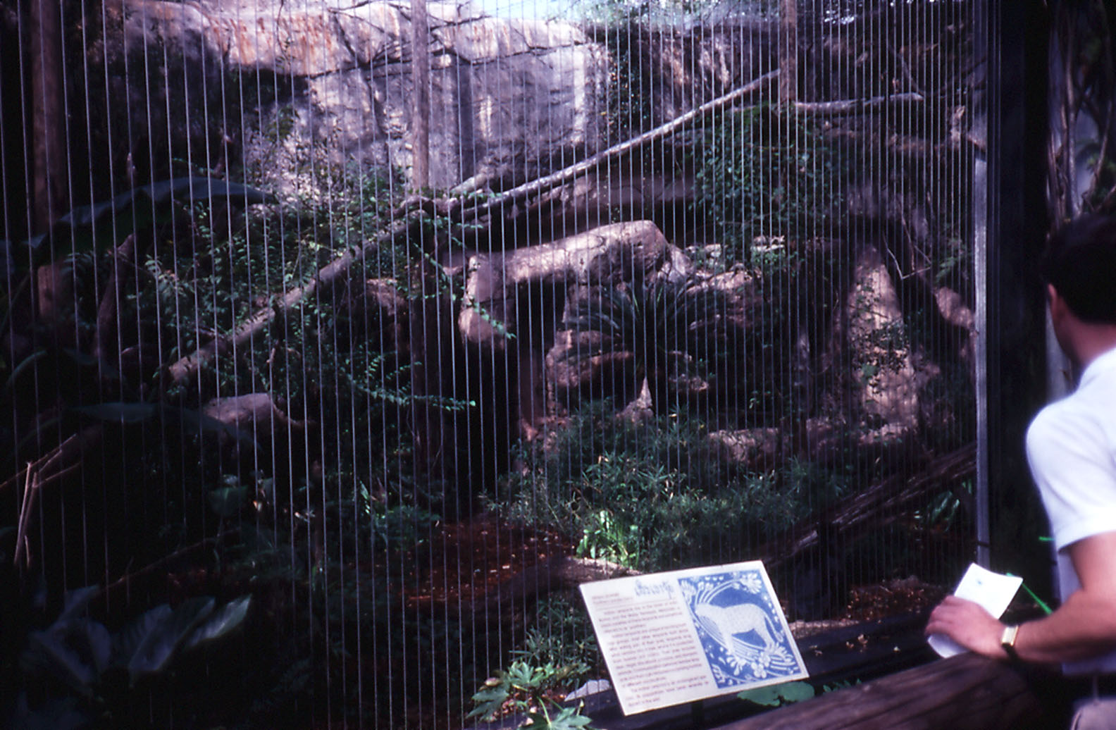 Leopard Exhibit - 1990