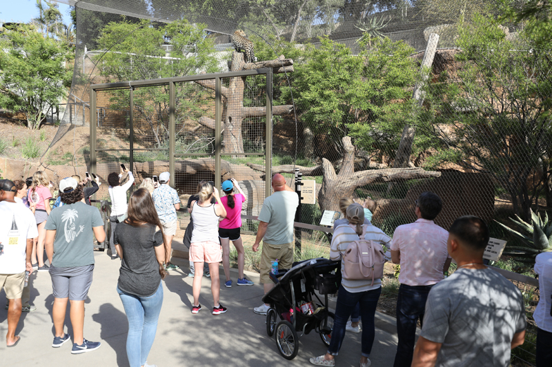 leopard exhibit (africa rocks)