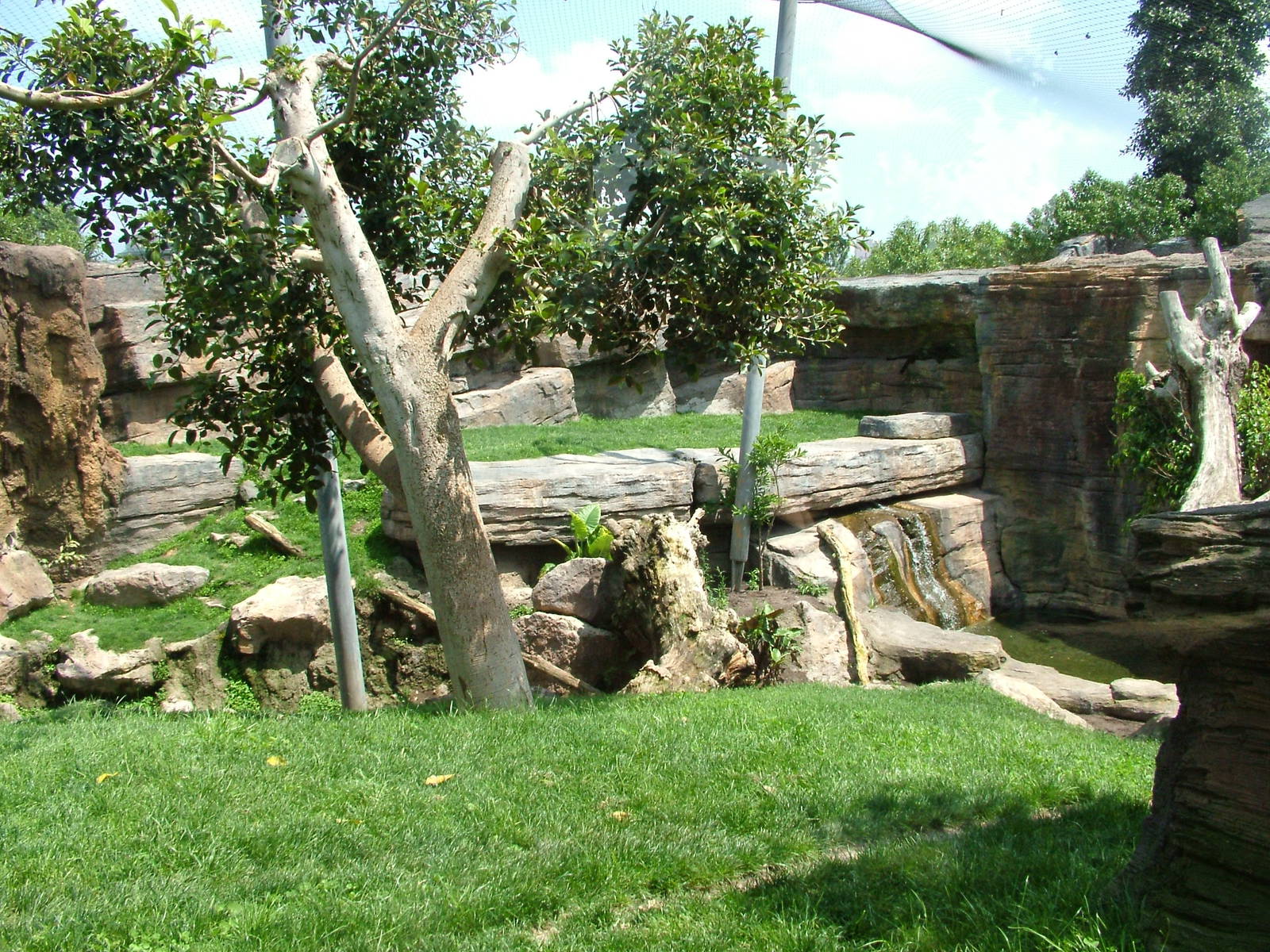 Leopard Exhibit at Bioparc Valencia, 28/05/11