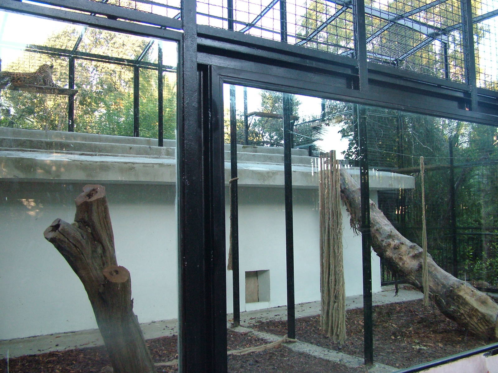 Leopard exhibit at Bioparco Rome 15/10/09