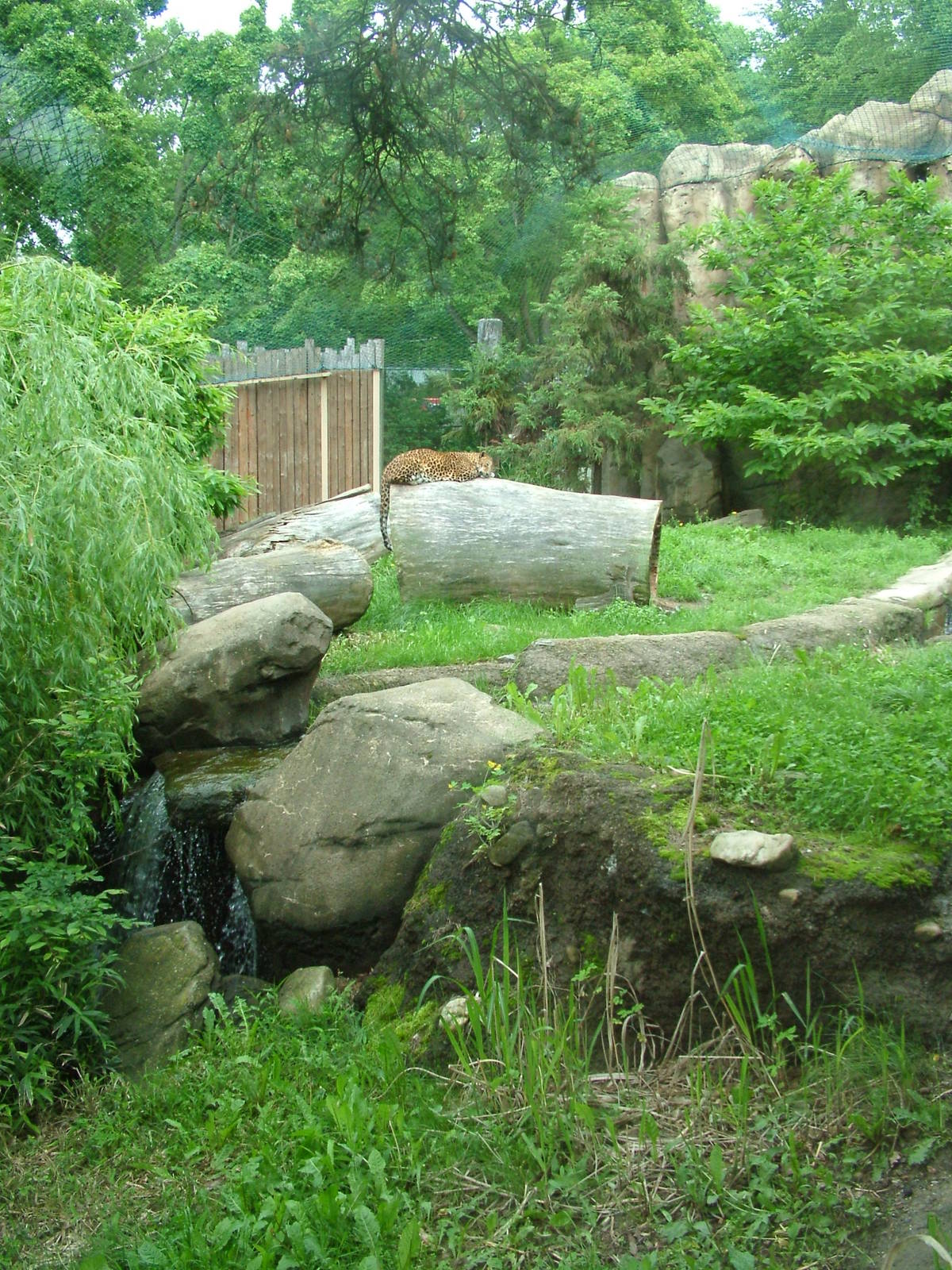 Leopard exhibit at Brno, 27/05/10