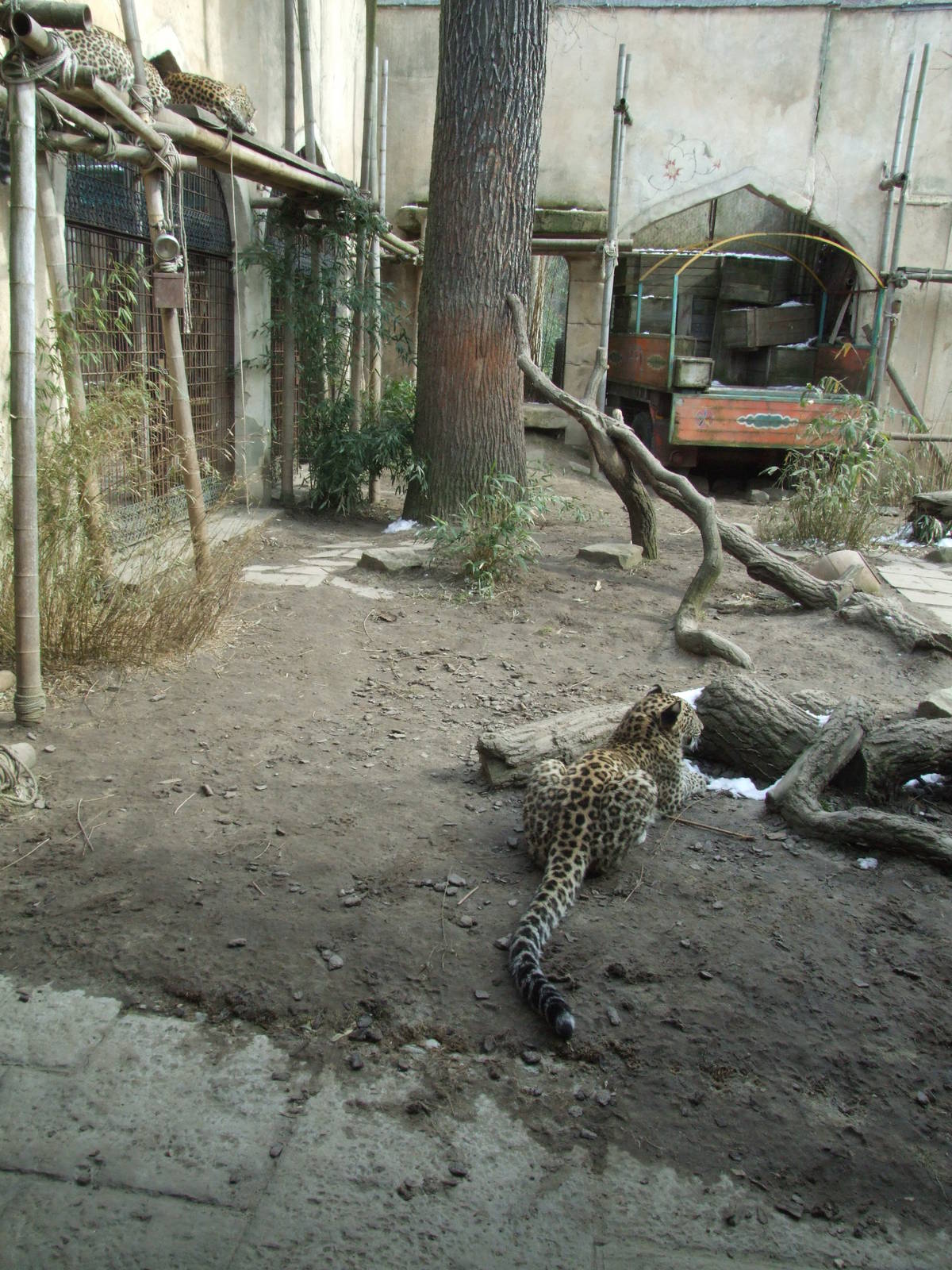 Leopard Exhibit at Hannover, 23/03/13