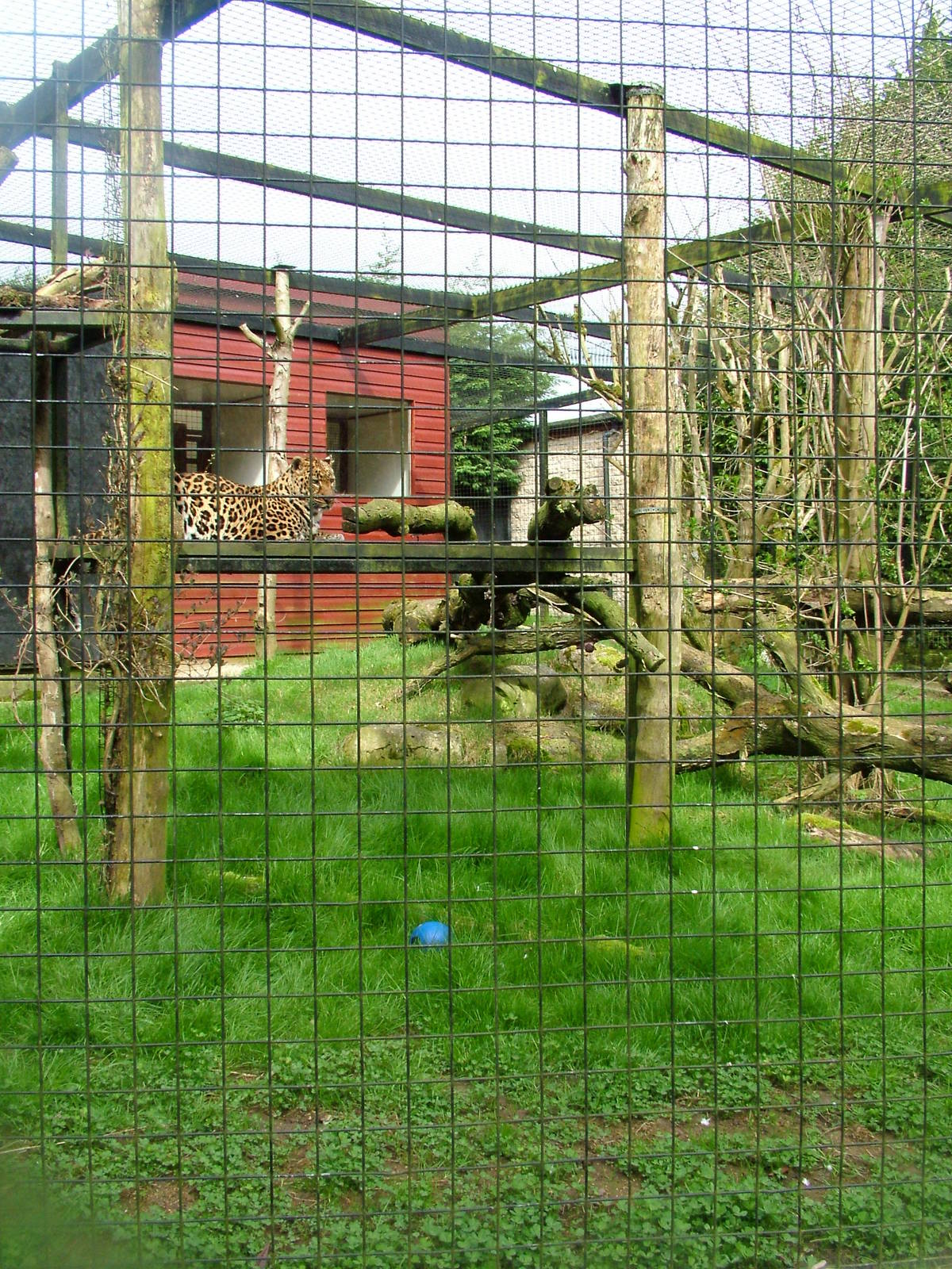 Leopard exhibit at Linton 05/04/10