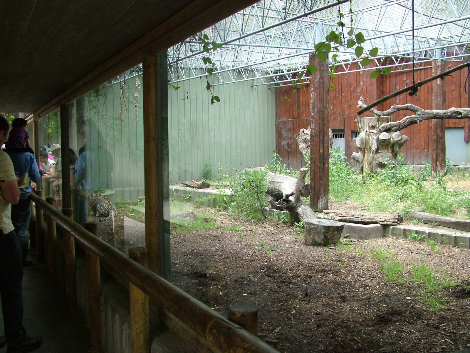 Leopard Exhibit at Madrid Zoo Aquarium, 26/05/11