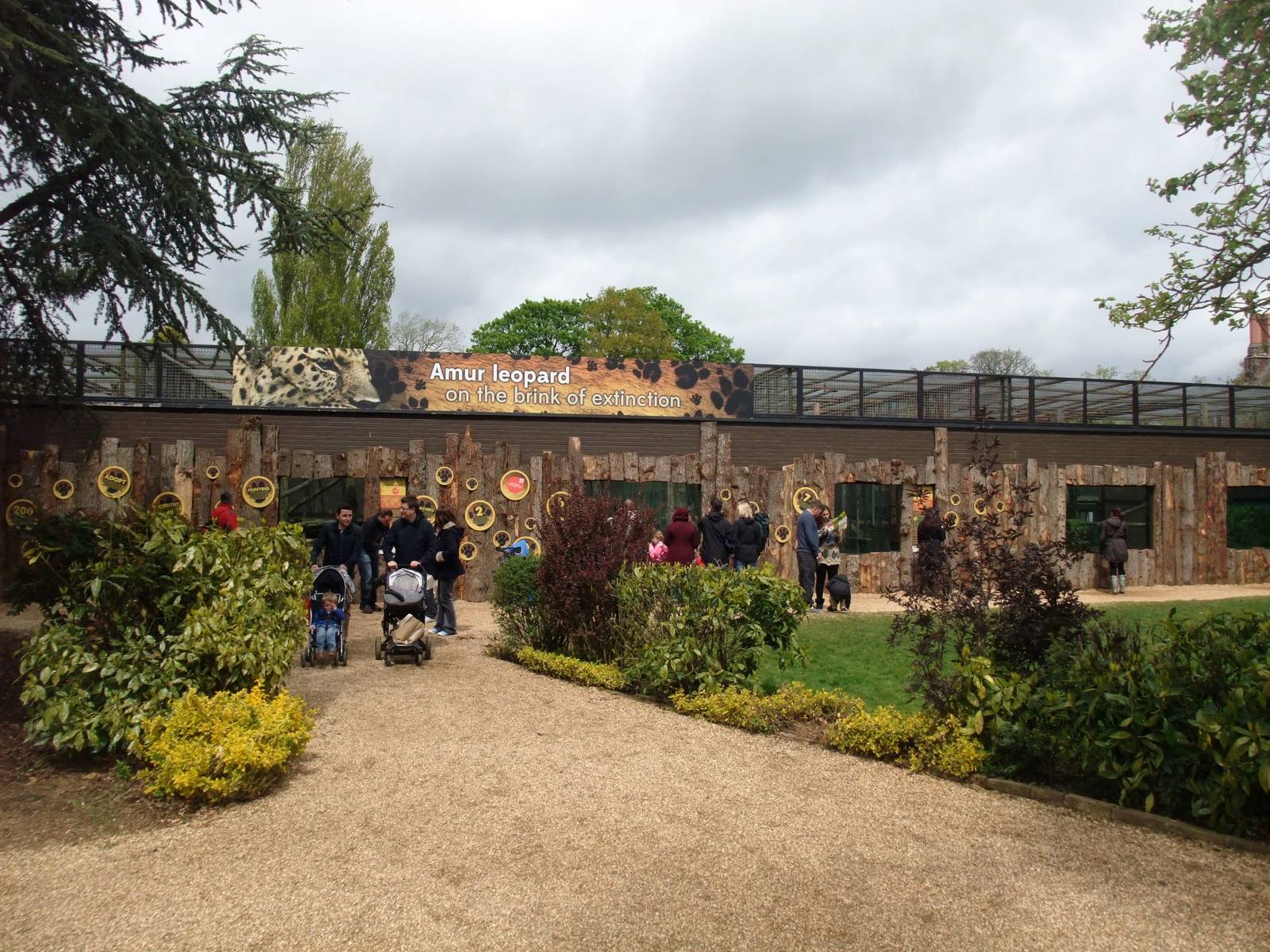 Leopard Exhibit at Twycross, 18/05/13