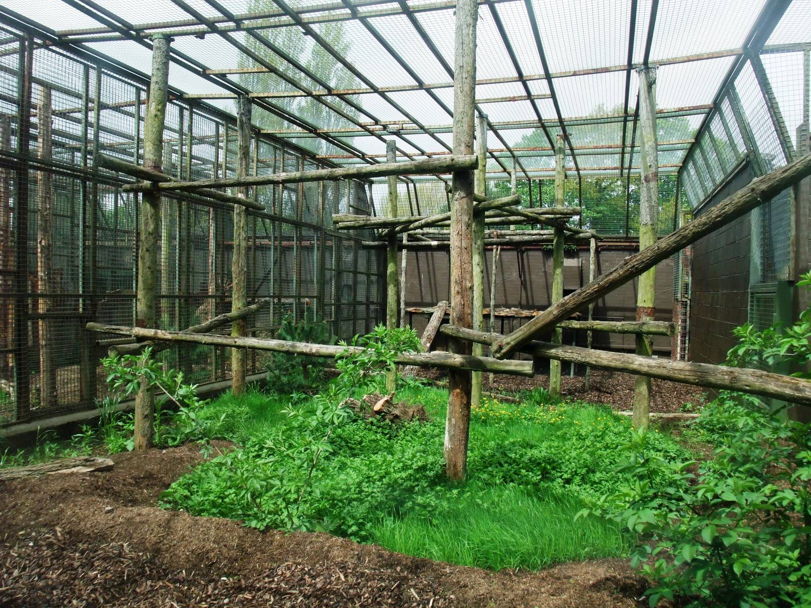 Leopard Exhibit at Twycross, 18/05/13