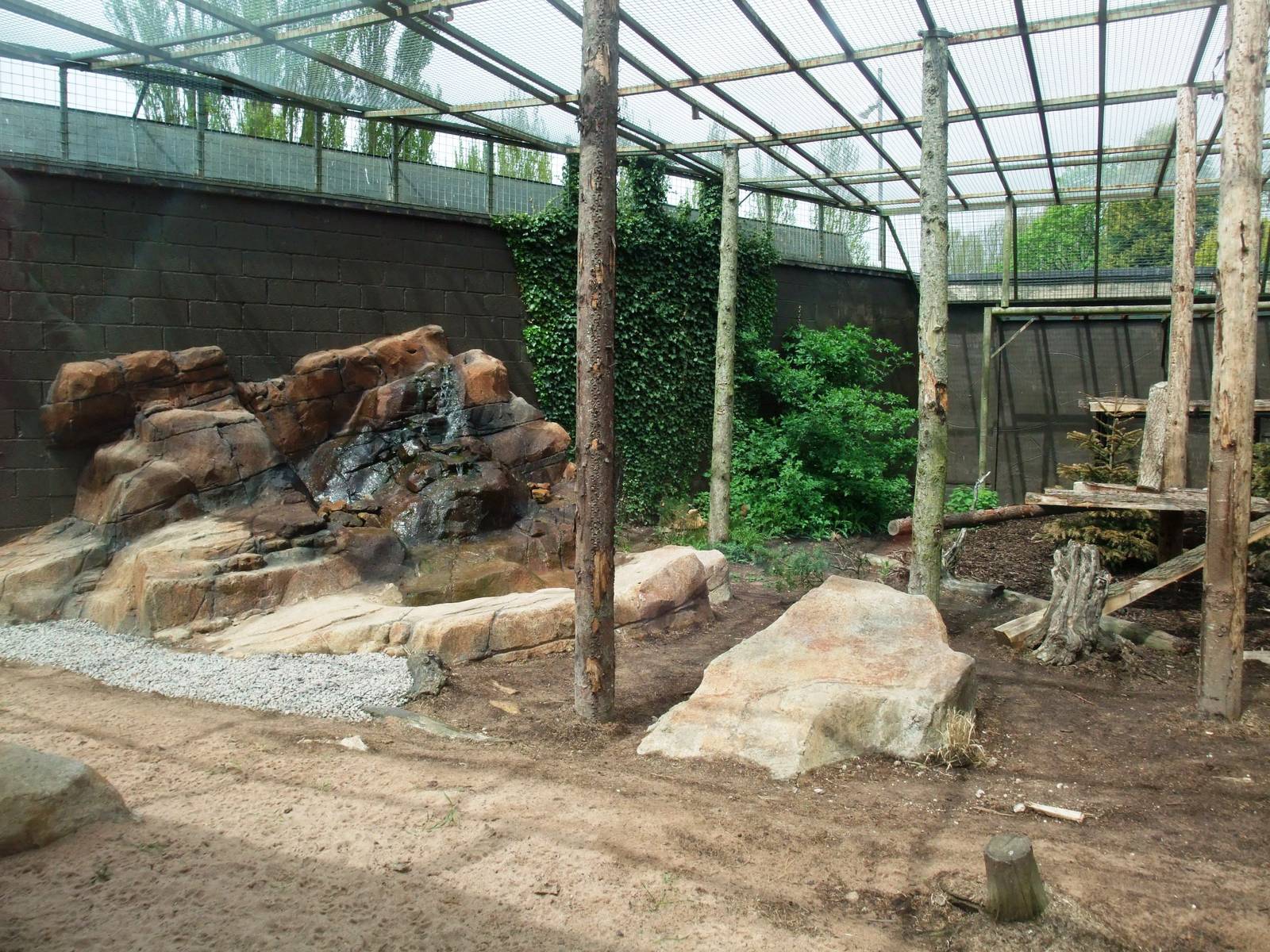 Leopard Exhibit at Twycross, 18/05/13