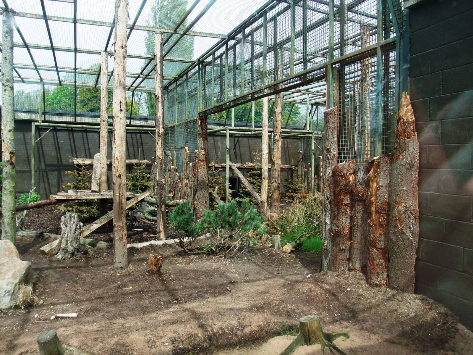 Leopard Exhibit at Twycross, 18/05/13