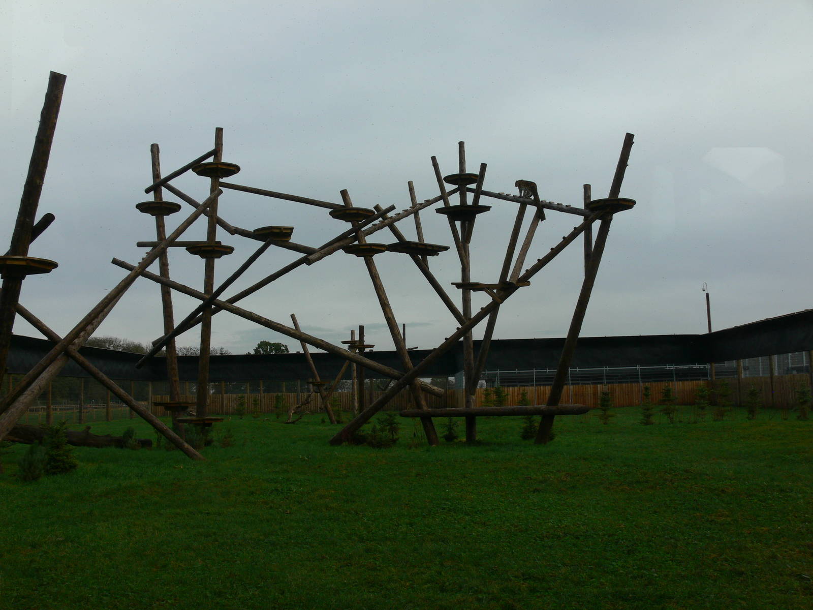 Leopard exhibit at Yorkshire WP 01/11/12