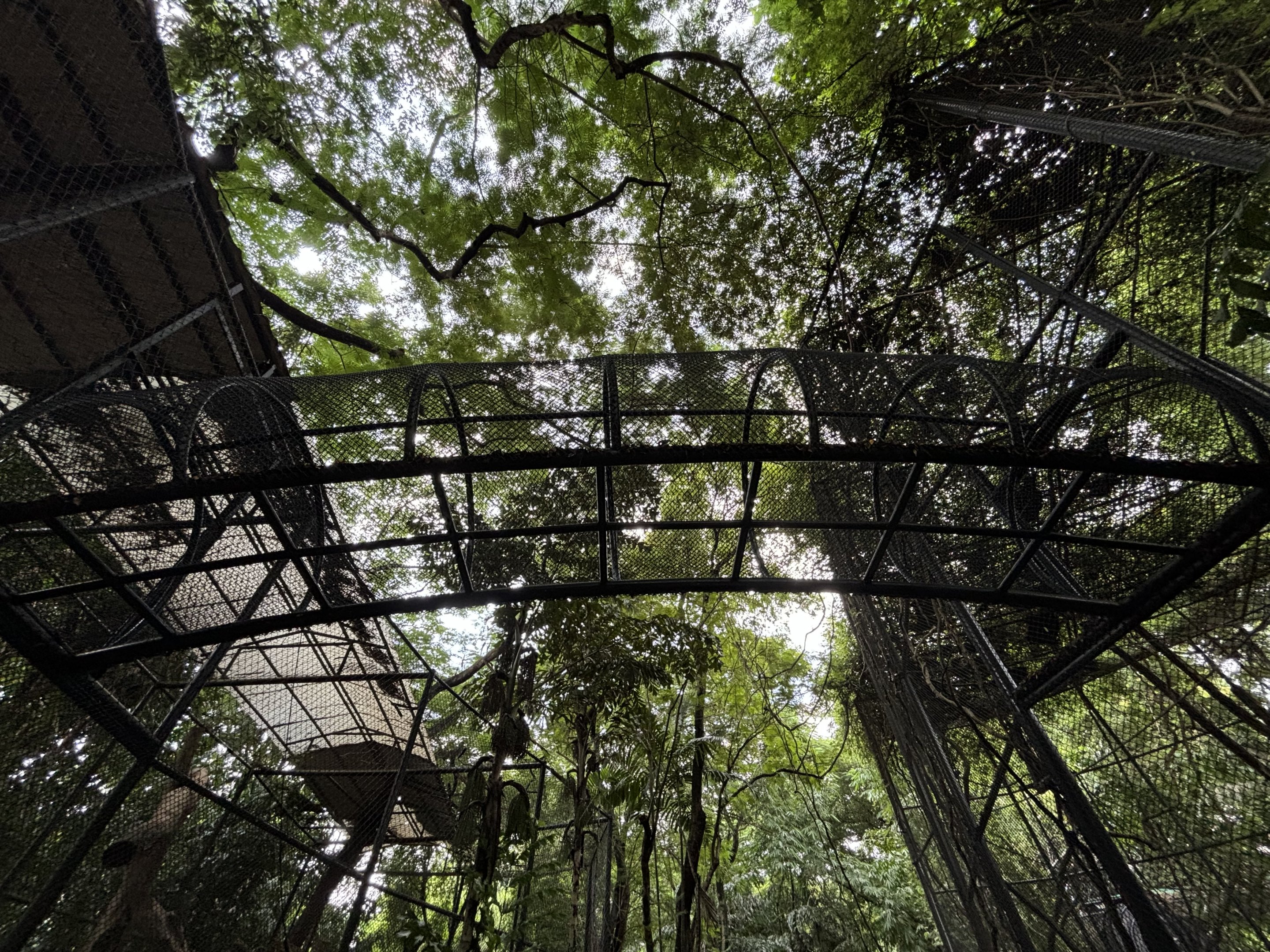 Leopard Exhibit - overhead walkway