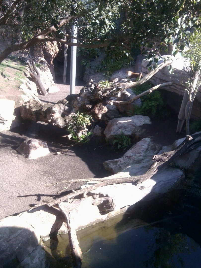 Leopard exhibit (part)