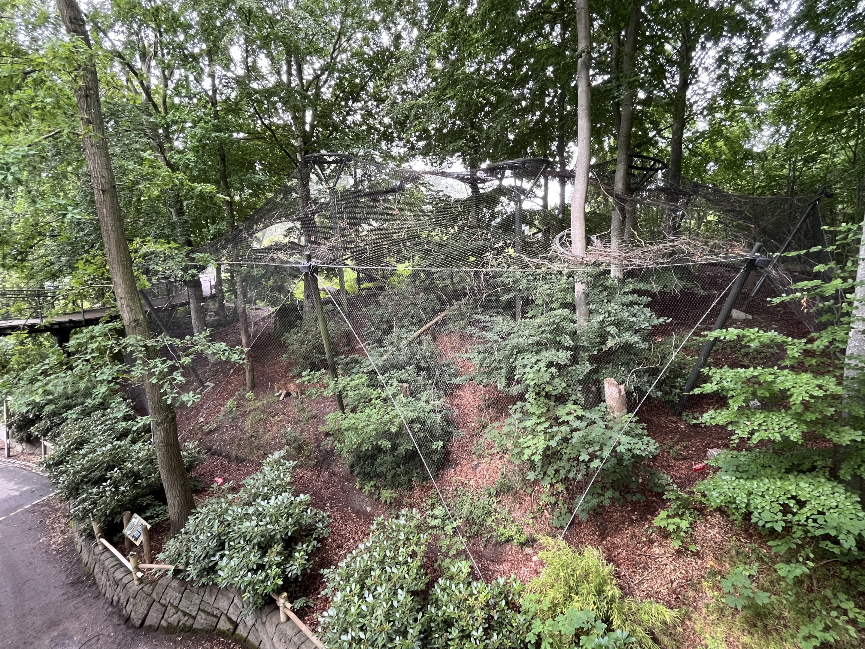 Leopard Exhibit - see the cat?