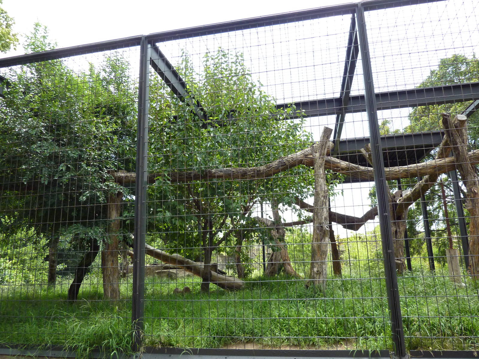 Leopard Exhibit