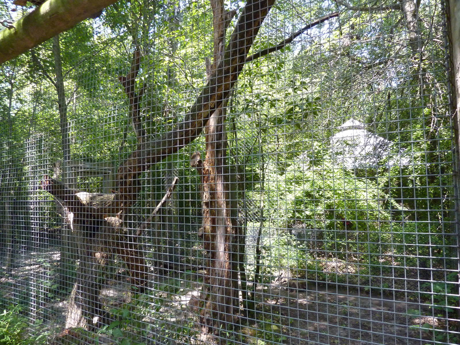 Leopard Exhibit