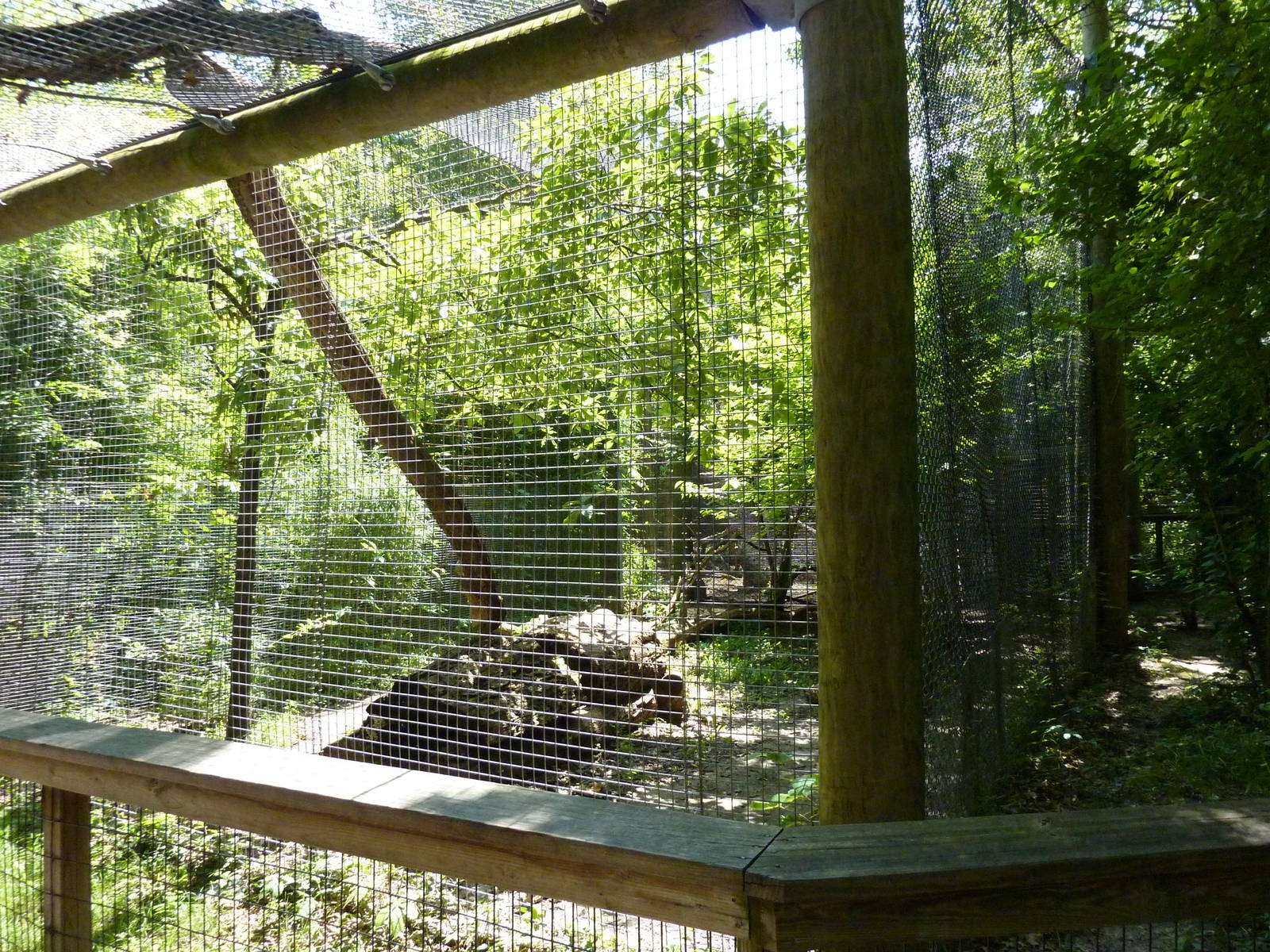 Leopard Exhibit