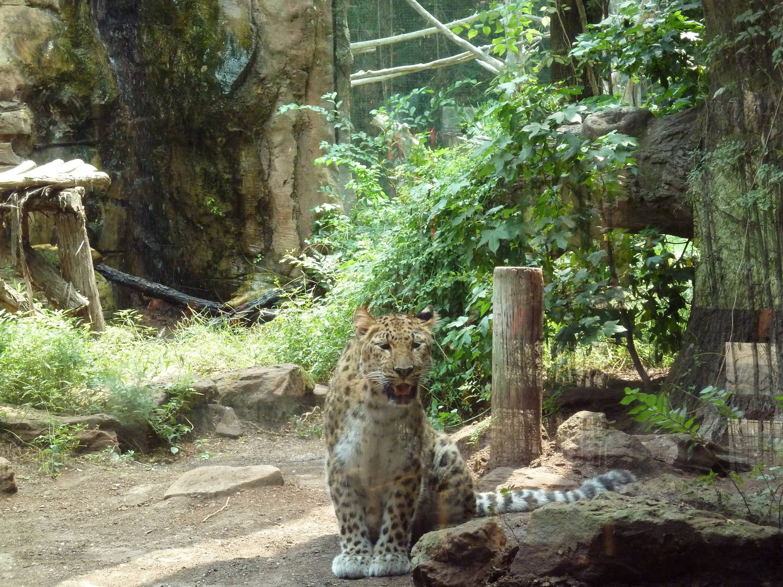 Leopard Exhibit
