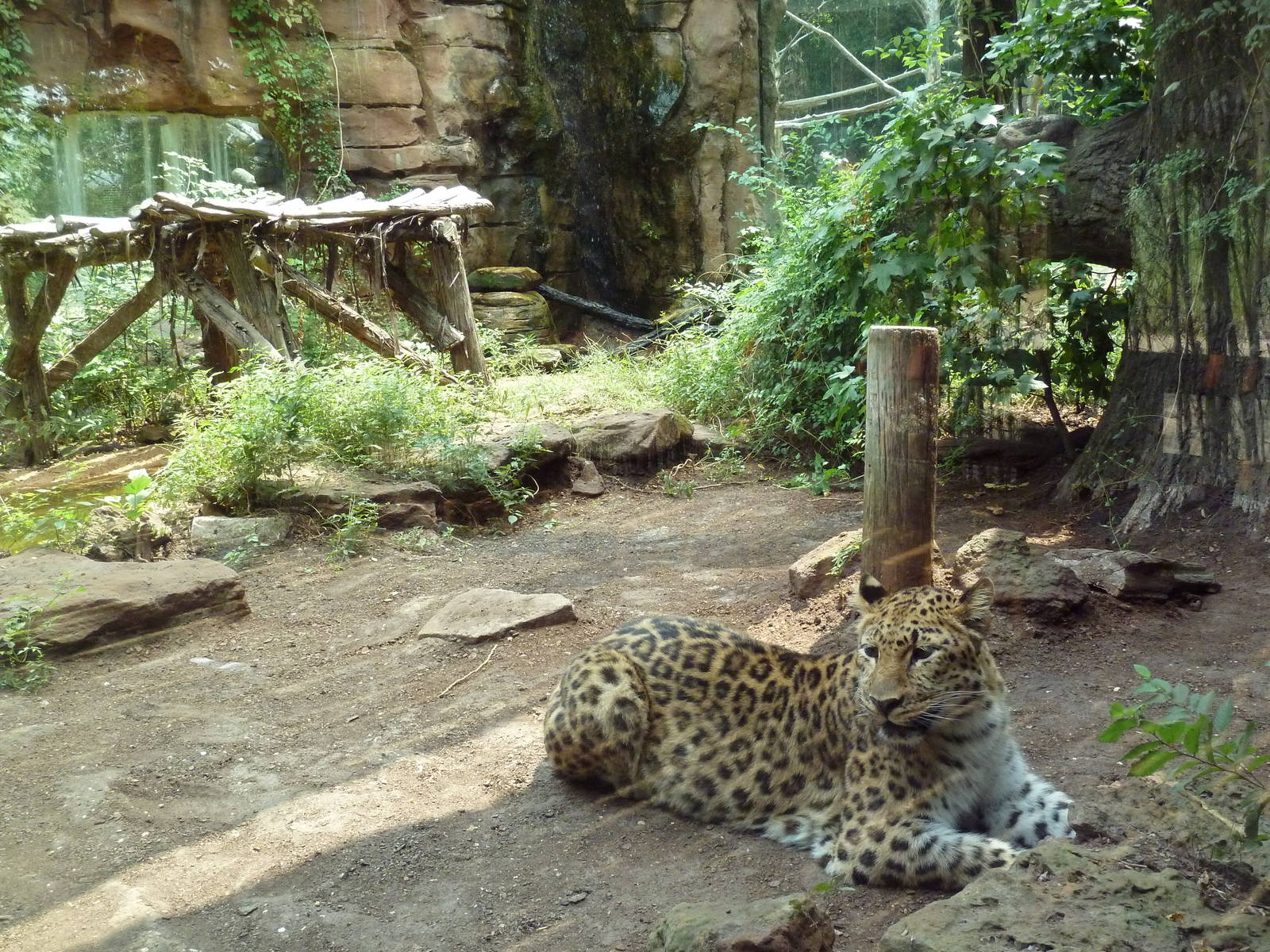 Leopard Exhibit