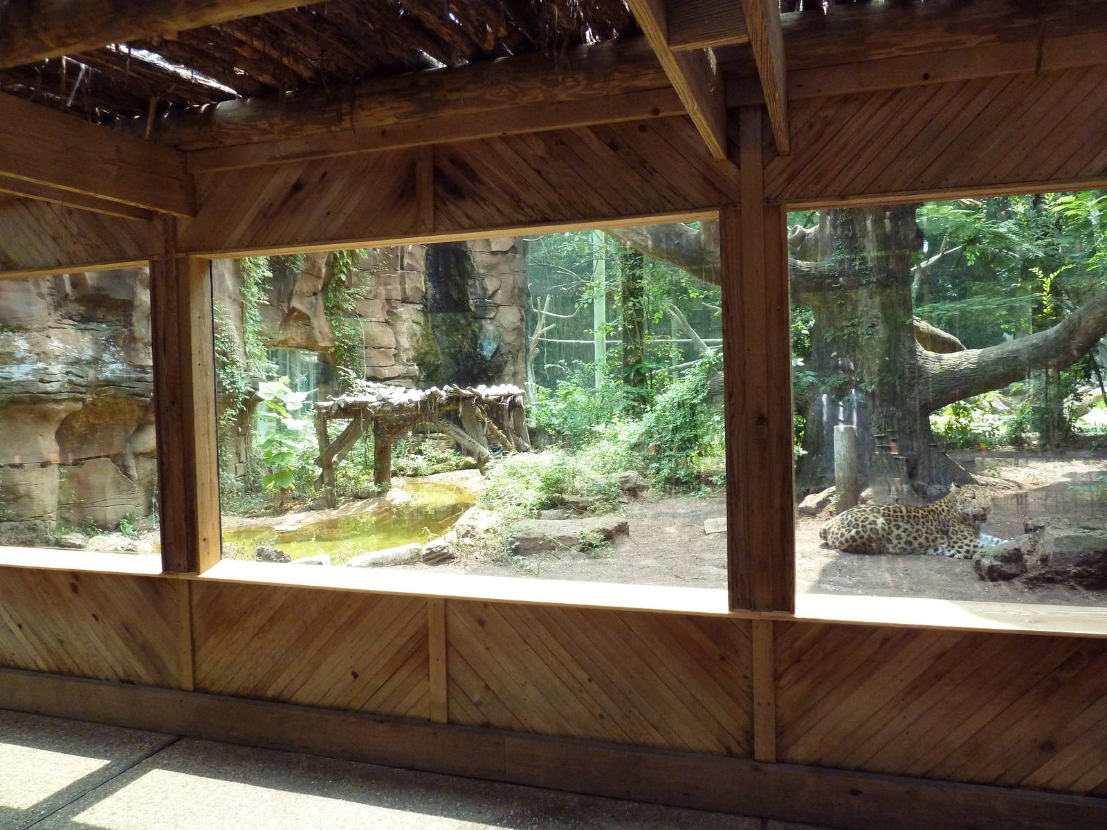 Leopard Exhibit