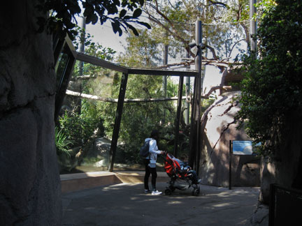 leopard exhibit