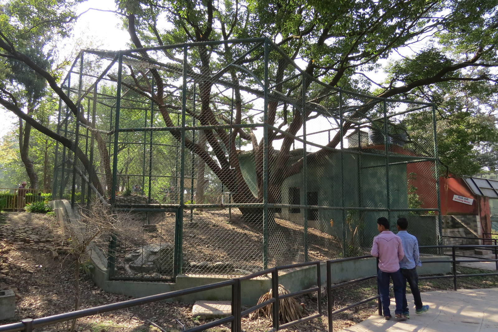 Leopard Exhibit
