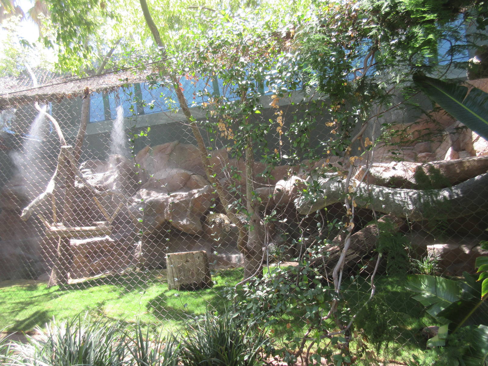 Leopard Exhibit