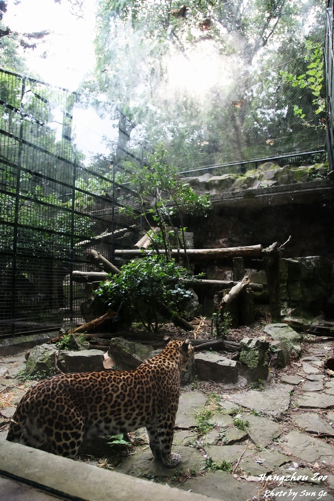 Leopard exhibit
