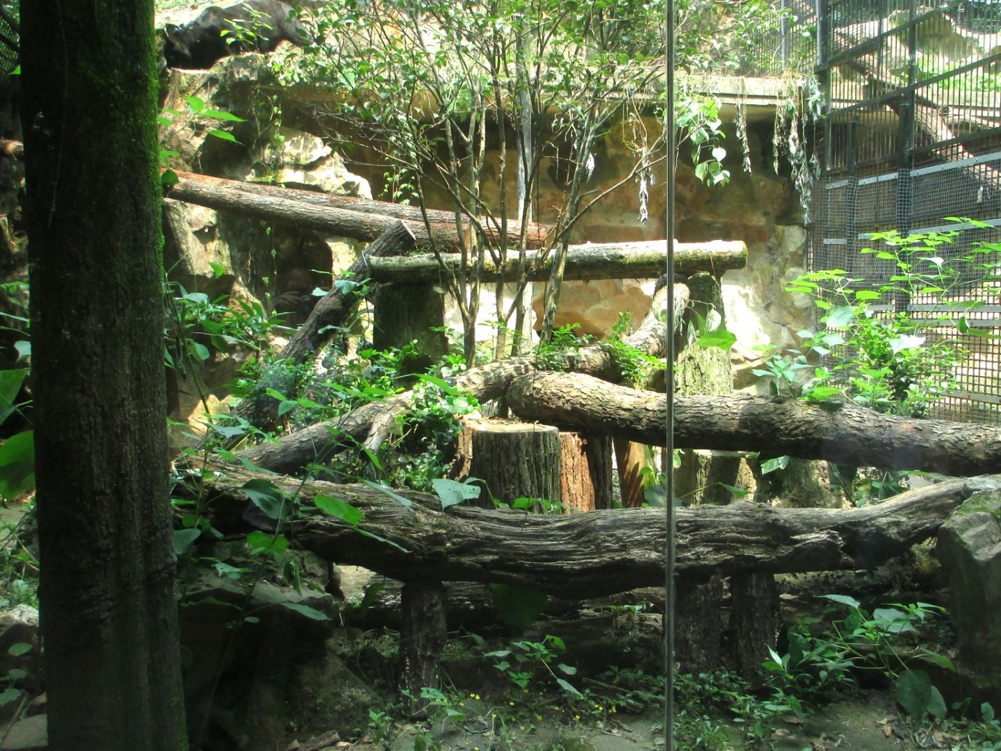 Leopard exhibit