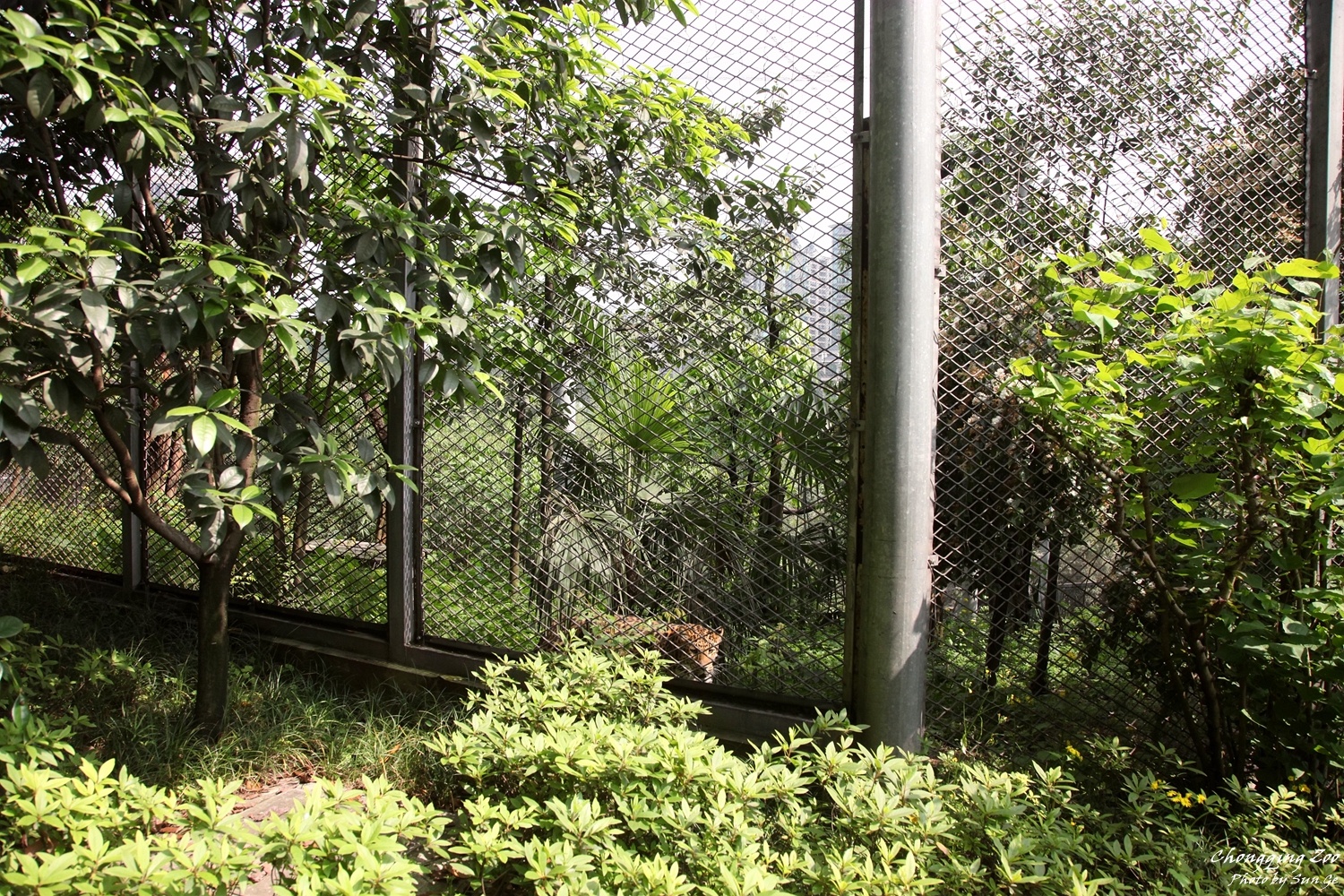 leopard exhibit