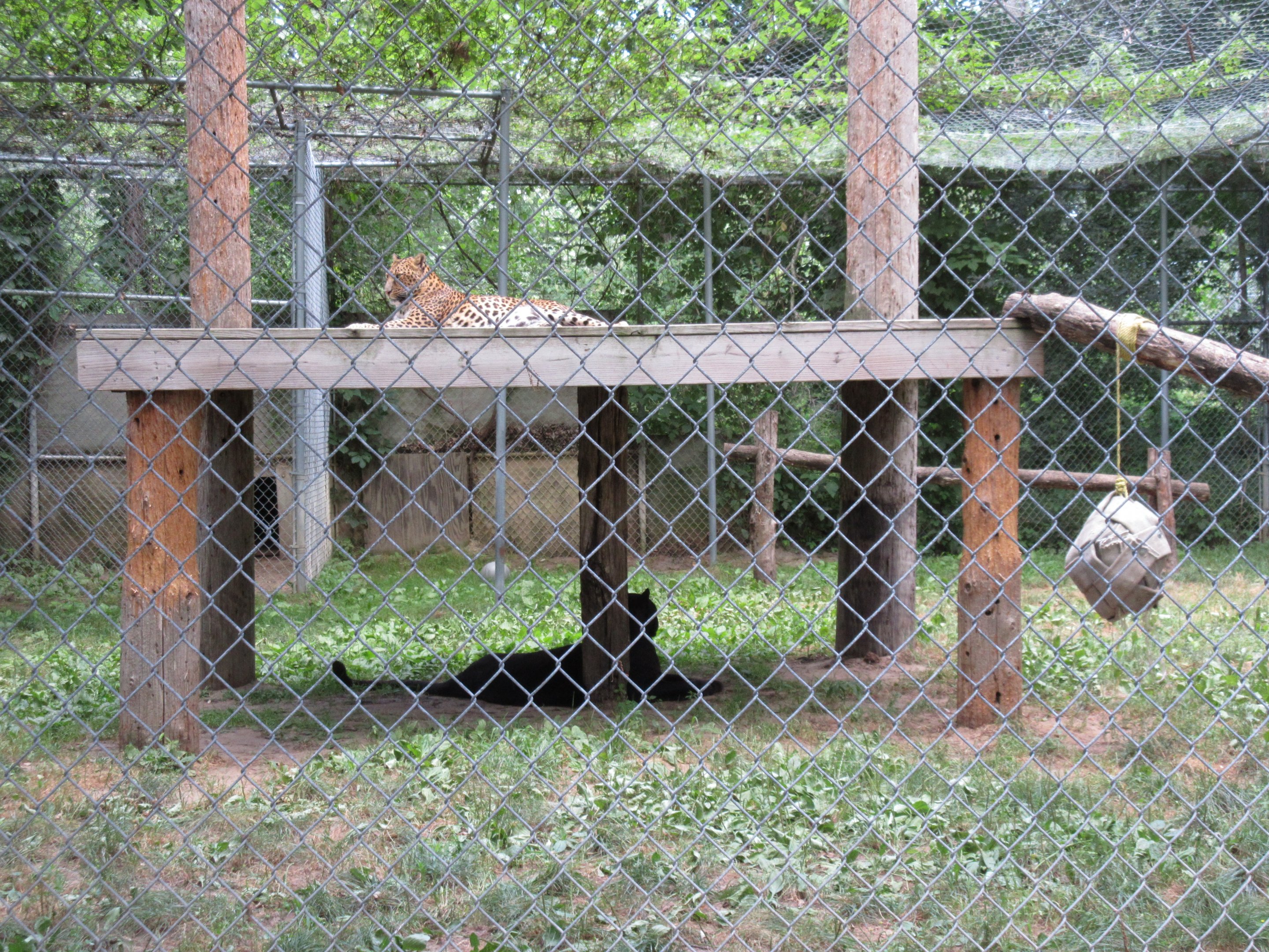 Leopard Exhibit
