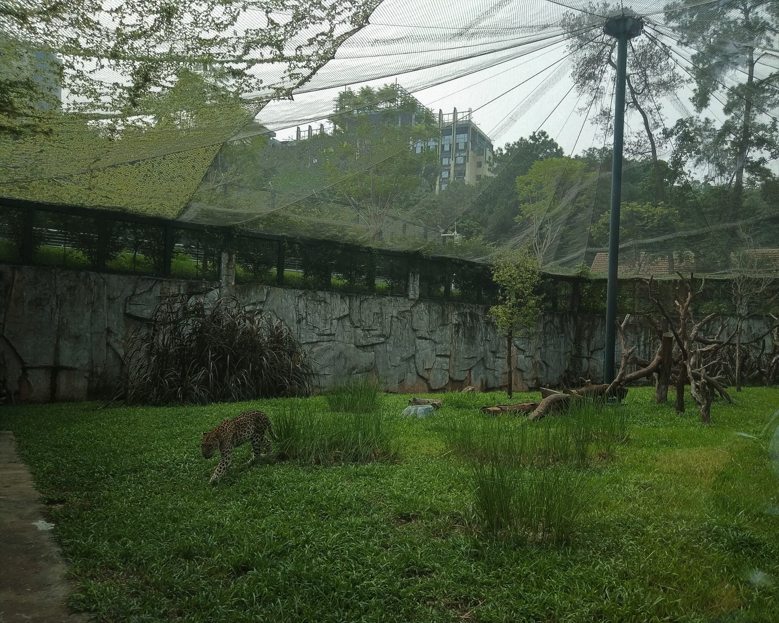 Leopard Exhibit
