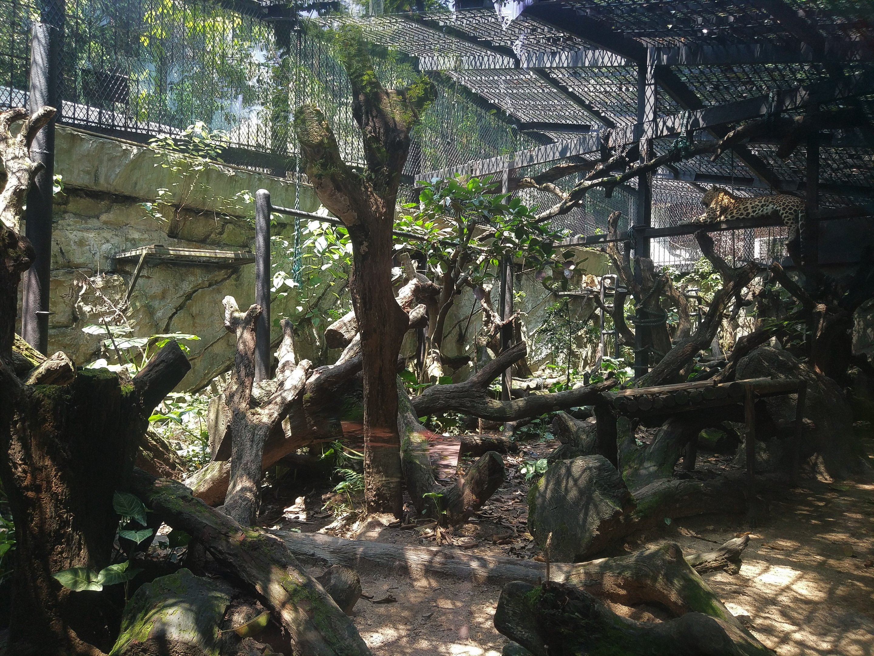 Leopard Exhibit
