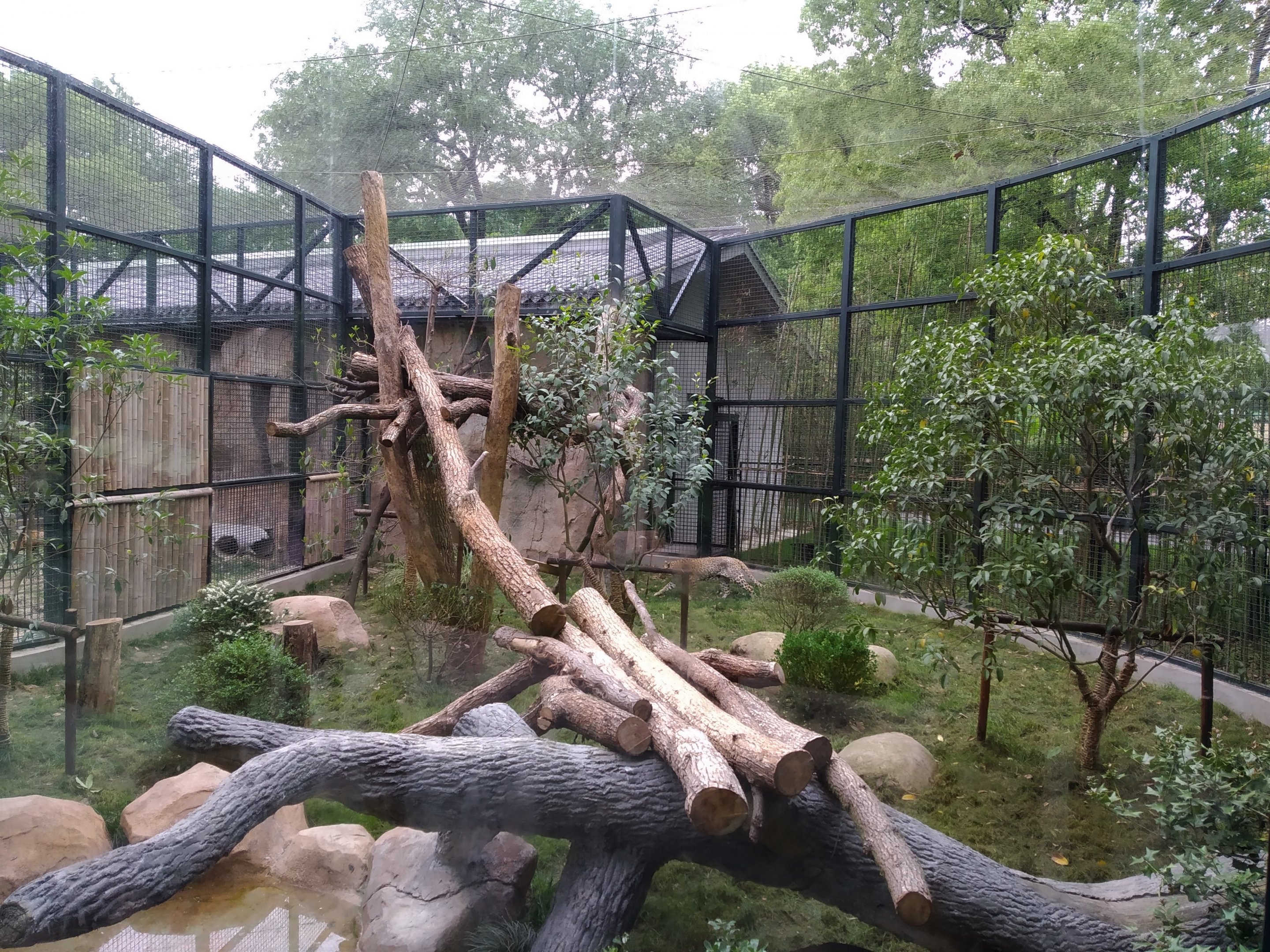 Leopard Exhibit