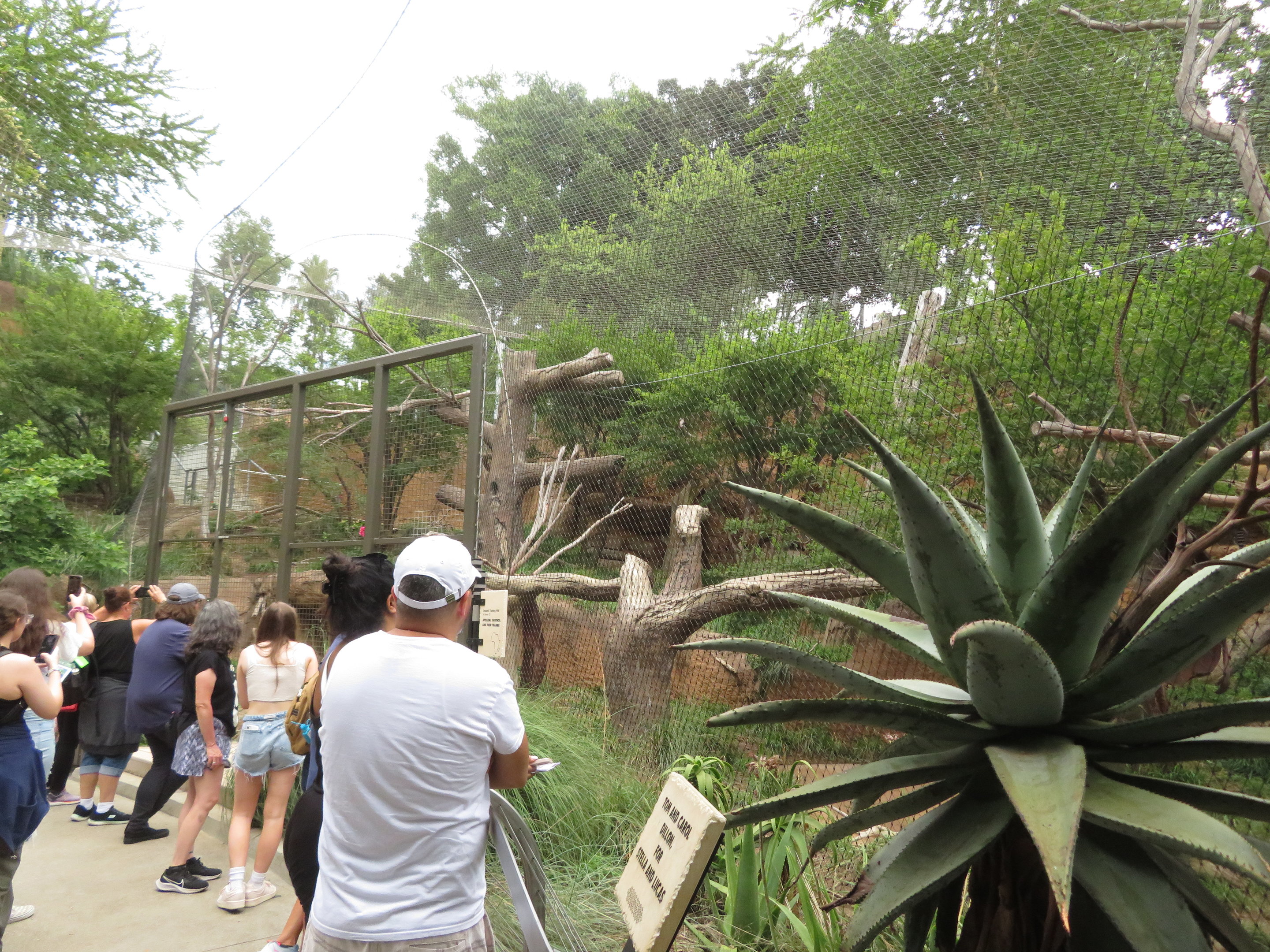 Leopard Exhibit
