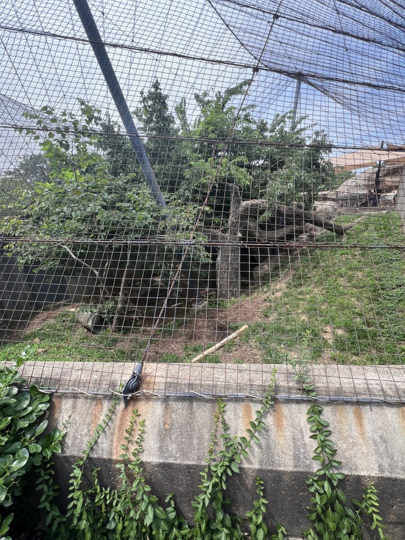 Leopard Exhibit