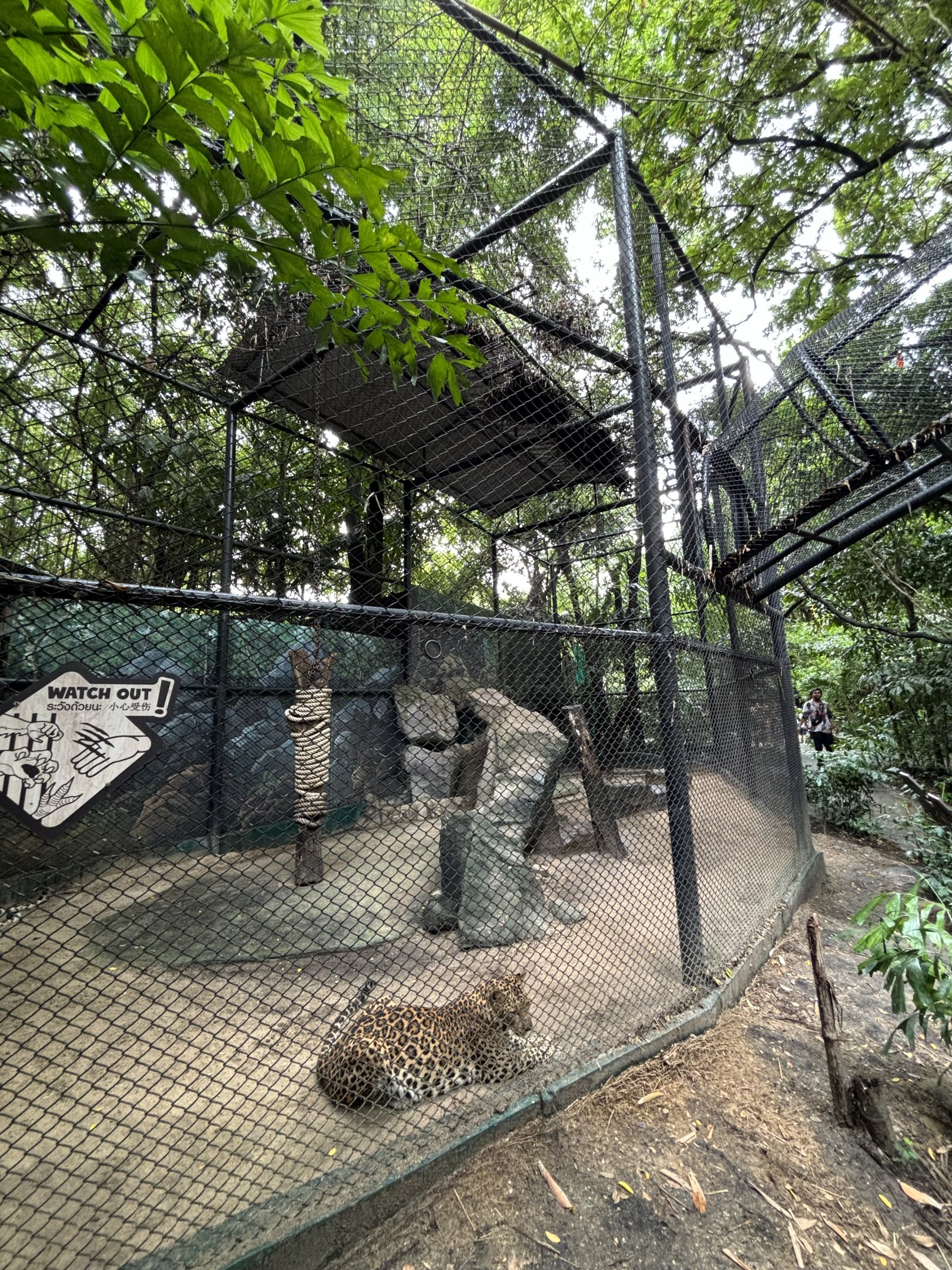 Leopard Exhibit