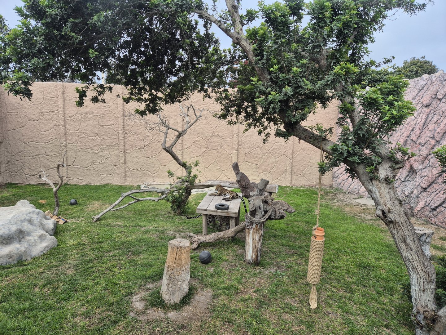 Leopard exhibit