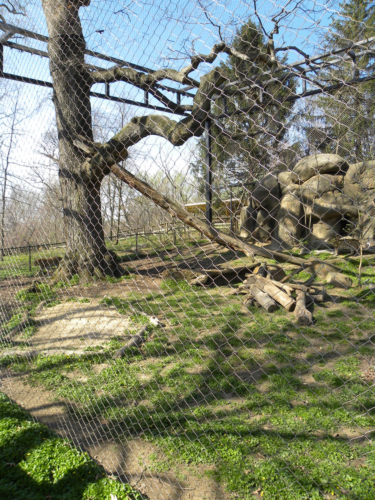 Leopard exhibit