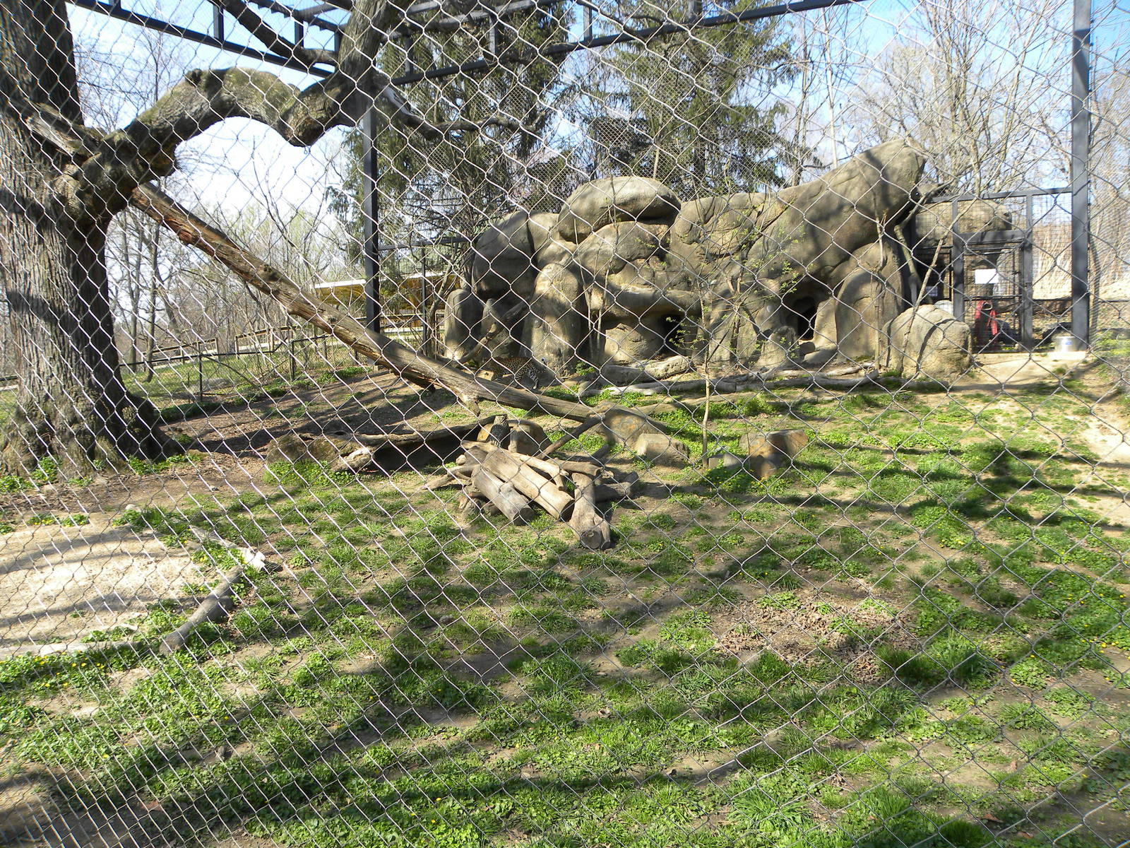 Leopard exhibit
