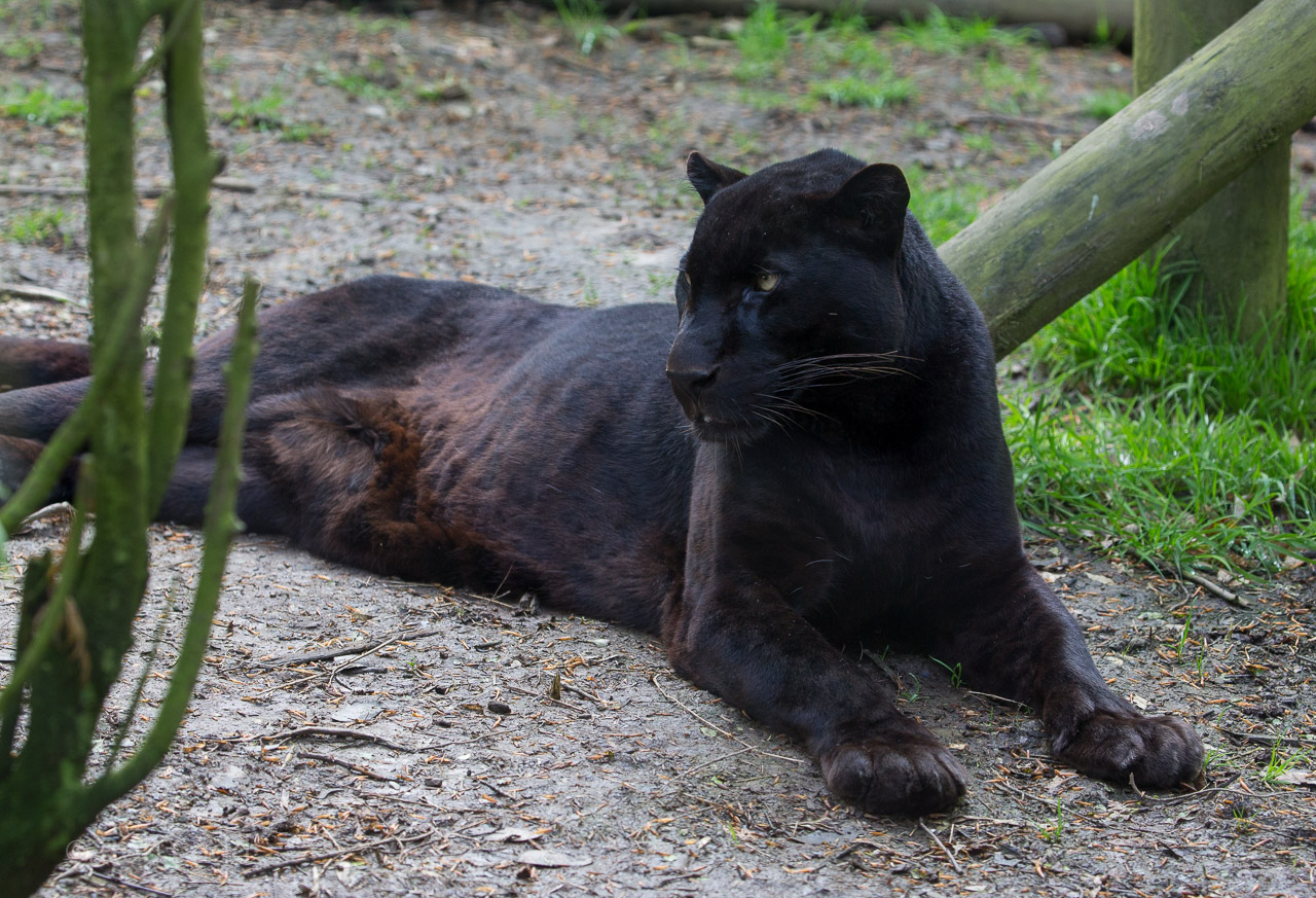 Leopard : Exmoor Zoo : 22 May 2015