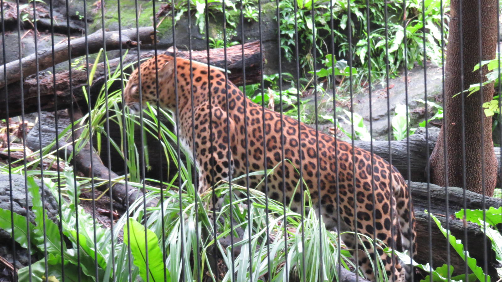 Leopard False Eating grass
