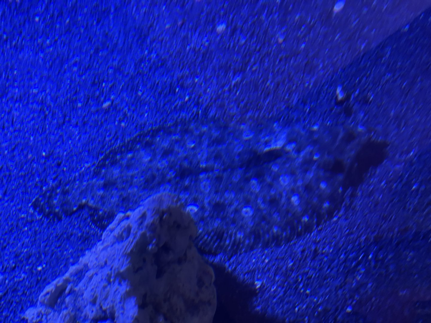 leopard flounder (bothus pantherinus) (1)