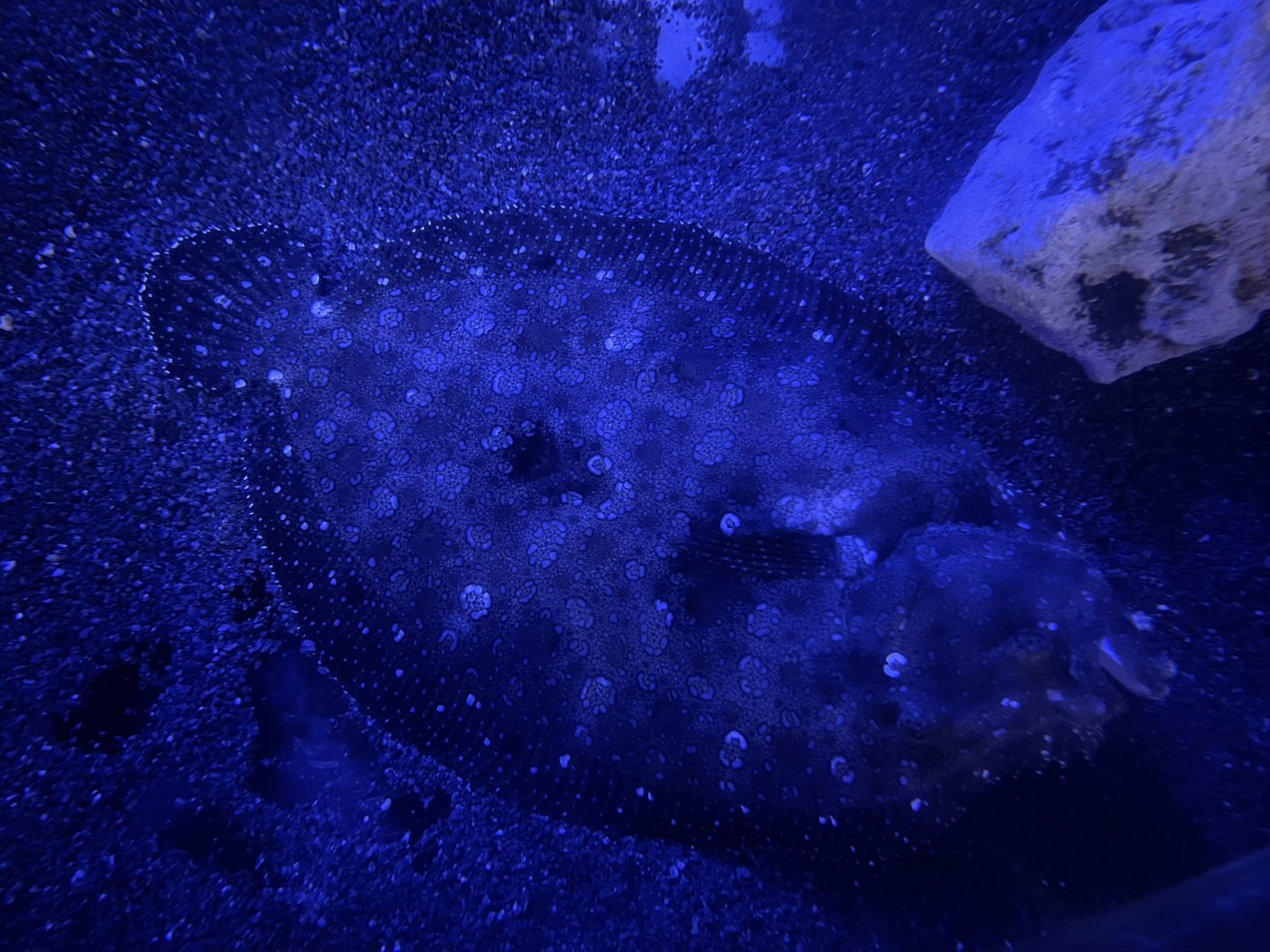 leopard flounder (bothus pantherinus) (2)