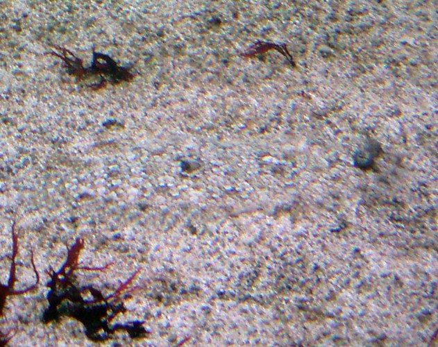Leopard Flounder (Bothus pantherinus)