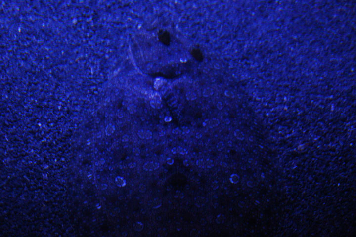 Leopard flounder (Bothus pantherinus)