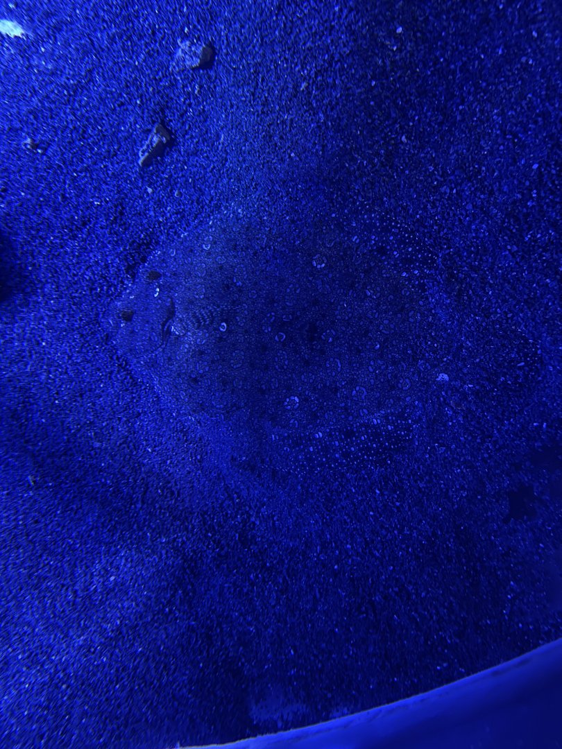 leopard flounder (bothus pantherinus)