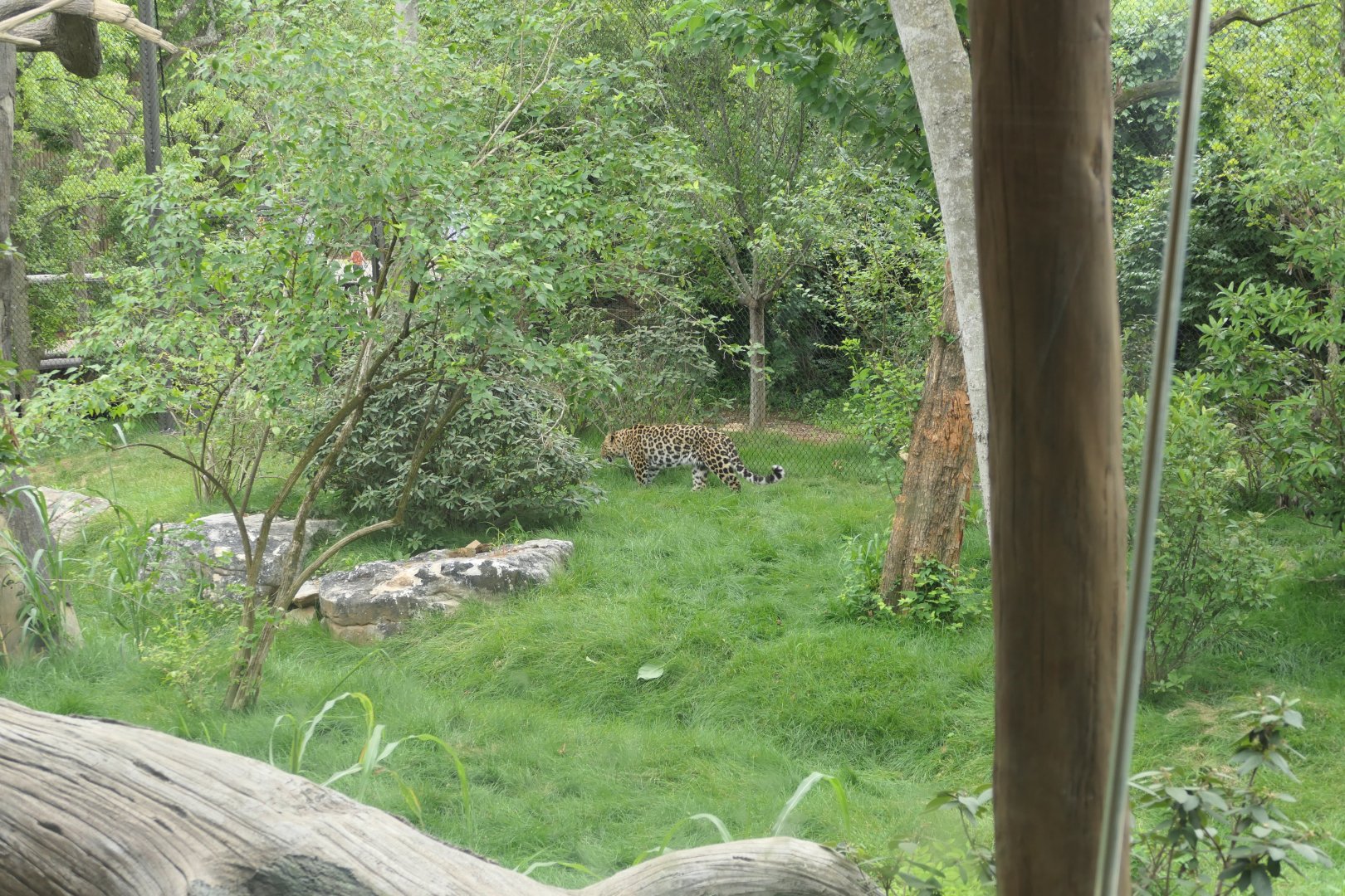 Leopard Forest - Amur Leopard